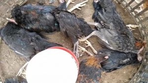 Flu Burung Menyerang, 190 Ribu ekor ayam di musnahkan