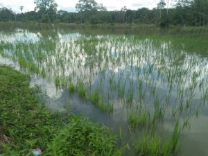 Wowww….. Seribu Hektare Lebih Tanaman Pertanian Warga di Provinsi Jambi Terendam Banjir