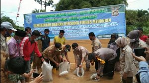 Wabup dan Kapolres Merangin Tabur Benih Ikan