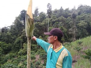 Wowwww……Bunga Bangkai Raksasa Setinggi 2 Meter Lebih Tumbuh Dikebun Warga