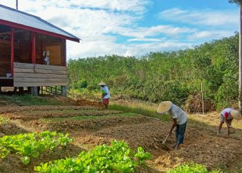 PEMBERDAYAAN: Para petani di sekitar area kelola HTI PT RLU di Tebo tengah menggarap lahannya. Mereka bakal masuk Community Partnership Program (CPP) untuk peningkatan pemberdayaan petani karet melalui skema wanatani (agroforestry).