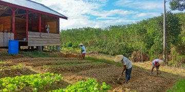 PEMBERDAYAAN: Para petani di sekitar area kelola HTI PT RLU di Tebo tengah menggarap lahannya. Mereka bakal masuk Community Partnership Program (CPP) untuk peningkatan pemberdayaan petani karet melalui skema wanatani (agroforestry).