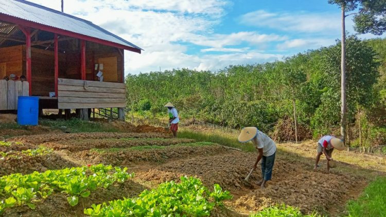 PEMBERDAYAAN: Para petani di sekitar area kelola HTI PT RLU di Tebo tengah menggarap lahannya. Mereka bakal masuk Community Partnership Program (CPP) untuk peningkatan pemberdayaan petani karet melalui skema wanatani (agroforestry).