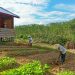 PEMBERDAYAAN: Para petani di sekitar area kelola HTI PT RLU di Tebo tengah menggarap lahannya. Mereka bakal masuk Community Partnership Program (CPP) untuk peningkatan pemberdayaan petani karet melalui skema wanatani (agroforestry).