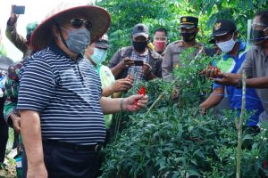 Bupati Tanjabbar Lakukan Panen Raya dan Pemanfaatan Hasil Pupuk Organik