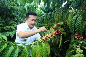 Soal Kualitas Tak Perlu Diragukan, Kopi Robusta Merangin Telah Miliki IG dari Kemenkumham RI