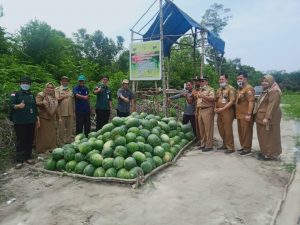 Amir Hasbi Panen Perdana Semangka Program Pengentasan Daerah Rentan Rawan Pangan di Pijoan