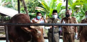 Jelang Idul Adha, Wawako Maulana Lakukan Pemeriksaan Kesehatan Hewan Qurban