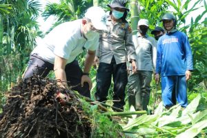 Bupati Tanjabbar Panen Raya Kebun Laos 