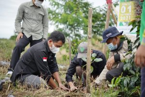 Memperingati Hari Kopi Sedunia, Koperasi Koerintji Barokah Tanam 600 Bibit Pohon di Taman Nasional Kerinci