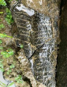 Geopark Merangin Menuju Unesco Global Geopark. Lolos Urutan Dua Setelah Raja Ampat