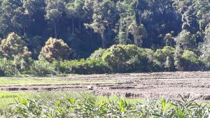 Di tahun 2021 Beberapa Kecamatan Terendam Banjir, Akibatnya Lahan Padi Sawah Warga Rusak