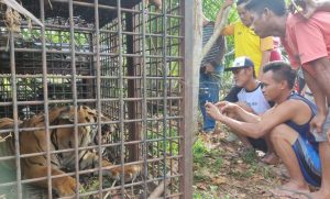 Harimau yang Resahkan Warga Nalo Gedang Akhirnya Masuk Perangkap