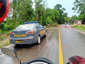 Satu Buah Pohon Duku Tumbang ke Jalan Lintas Jambi ke Muara Sabak Polsek Marosebo Bersama Warga Bersihkan