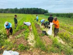 Bersama Warga Babinsa Koramil 402-10/Kayuagung Tanam Sayuran Guna Jaga Ketahanan Pangan