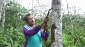 Harga Karet di Sungai Gelam Hanya Rp 7.000 Per Kilogram, Petani Menjerit