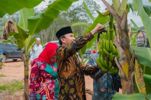 Edi Purwanto Panen Pisang Canvendish Bersama Anggota Komisi V DPR RI di Ponpes Irsyadul ‘Ibad