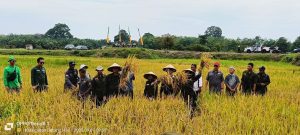 Bupati Batanghari Hadiri Panen Raya Padi di Desa Pasar Terusan