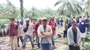 Warga sodong dengar ada tembakan dimalam hari saat operatorasuk kebun