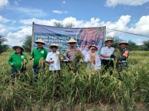 Raih Untung Lewat Program Kesatria, Terbukti Petani OKI berhasil Panen Padi Gogo di Lahan Sawit