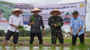 Kebut Optimasi Lahan, Petani OKI  Tanam Padi IP 300