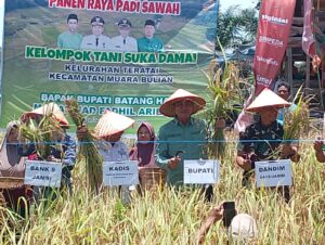 Muh.Fadhil Arief Hadiri Acara Panen Raya Padi Kelompok Tani Suka Damai Kelurahan  Teratai Kecamatan Muara Bulian