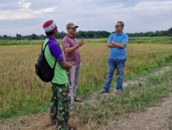 Dukung Swasembada Pangan, Anggota DPRD Provinsi Jambi Muhammad Nasir Apresiasi Semangat Poktan di Kota Jambi Kelola Sawah