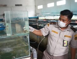 Barantin Pastikan Lalu Lintas Botia Badut Lancar ke Daerah Tujuan