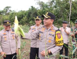 Kapolres OKI Panen Perdana Jagung di Lahan Ketahanan Pangan Polsek Pedamaran