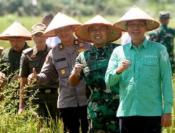 Bupati Batang hari Lakukan Tanam Padi Serentak Dukung Program Swasembada Pangan