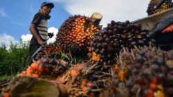 Bupati Merangin Minta Perusahaan Tak Turunkan Harga TBS Sepihak, Wajib Ikuti Harga Pemerintah