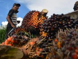 Bupati Merangin Minta Perusahaan Tak Turunkan Harga TBS Sepihak, Wajib Ikuti Harga Pemerintah