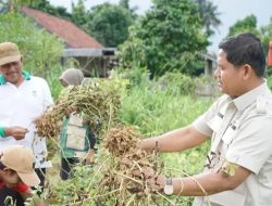 Wakil Ketua DPRD Kota Jambi Tinjau Panen Raya Cabai dan Kacang Tanah di Paal Lima
