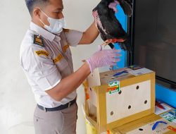 Perkuat Biosekuriti, Karantina Jambi Perketat Pengawasan Pemasukan Ayam Bangkok